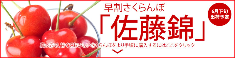 インターネット限定の山形のさくらんぼ佐藤錦はこちらのページでご注文できます