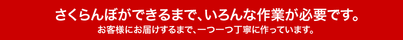 さくらんぼができるまで