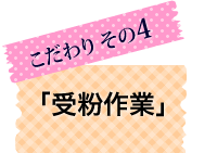 こだわり4「受粉作業」