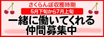 さくらんぼ収穫期間中の短期間労働者を募集中です！