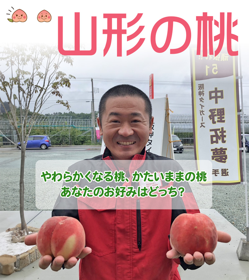 山形の桃　やわらかくなる桃、かたいままの桃、あなたのお好みはどっち？