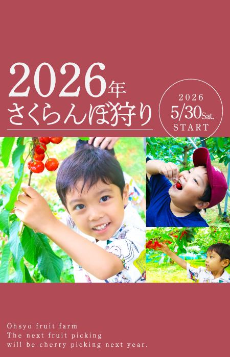 2026年のさくらんぼ狩りは5月30日スタート予定です