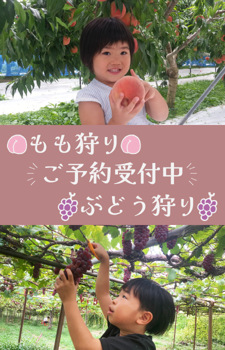 さくらんぼ狩りご予約受付中
