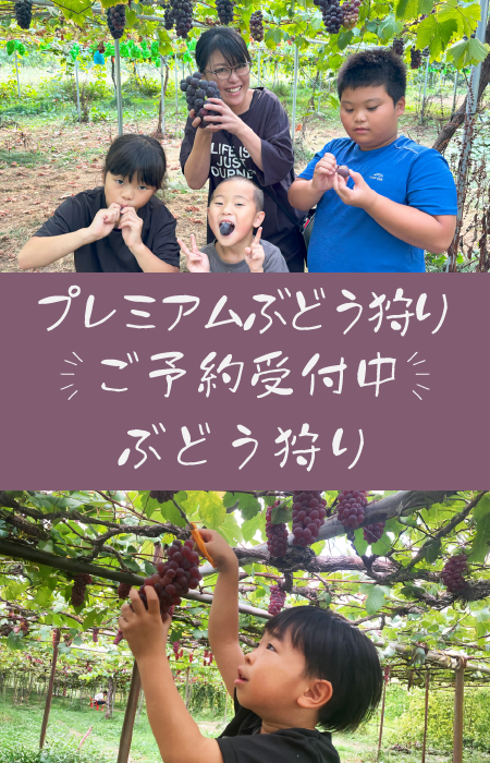もも狩りご予約受付中