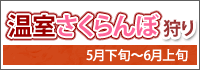 温室さくらんぼ狩り