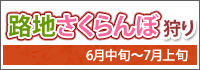 路地さくらんぼ狩り