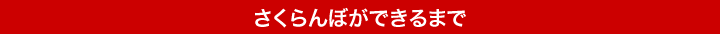 さくらんぼができるまで